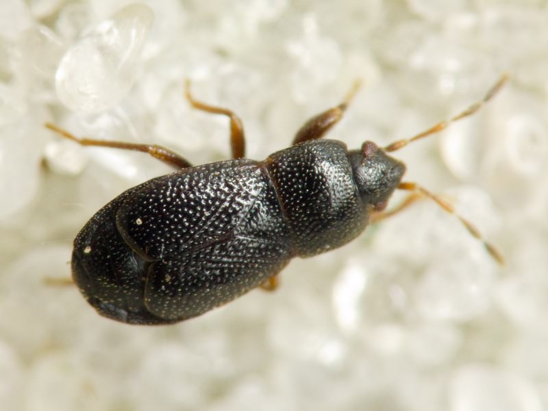 Plinthisus pusillus (Scholtz, 1847)